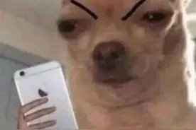 酒店猛狗、无肠公子、惨绿少年……这些竟然都是成语图片