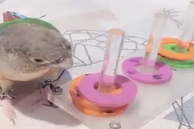 成精了！鹦鹉能骑车、能打球，还会垃圾分类，却偏偏忘了怎么飞