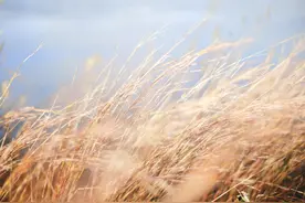 国网智慧能源服务平台已在福建/湖南/山东/江苏/浙江五省试点上线图片