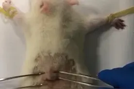 赞！中国高校研制出神奇纳米胶水 可替代手术缝合线加快伤口愈合视频封面