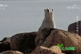 北极熊最怕的动物竟是人类？与人类相遇它们多会选择避开，来看看视频封面