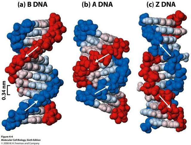 从右旋DNA说起——DNA双螺旋为什么大多是右旋？