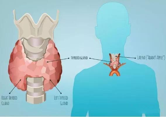甲状腺病人饮食禁忌 甲状腺病人饮食禁忌有哪些