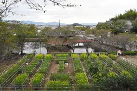 奈良文殊院打造“大波斯菊迷宫”希望孩子们外出玩耍开启智慧图片