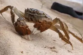 丰收｜黄河口大闸蟹上市，零售价上涨