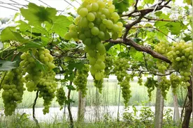 葡萄正成熟 采摘好时节视频封面