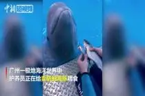 围观！看护养员喂萌海豚全过程视频封面