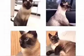 女子悬赏万元寻猫后疑不守诺，律师：属违约，需承担民事责任图片