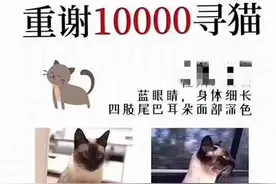 女子悬赏万元寻猫后疑不守诺，律师：属违约，需承担民事责任图片