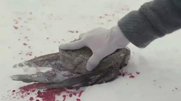 现实版孤儿怨上演怎么回事？电影孤儿怨恐怖吗真正结局是什么？