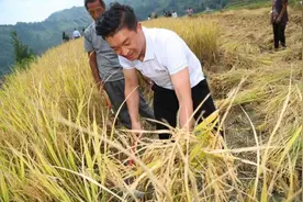 桃源仙境出贡米 北纬35度的扶贫故事图片