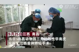 江西首例！华南虎“玲玲”脐疝手术成功视频封面