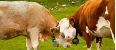 厉害了，科尔沁区