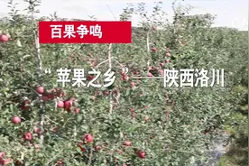 百果争鸣|“苹果之乡”—— 陕西洛川视频封面