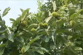 河北青龙：板栗林下话丰年视频封面