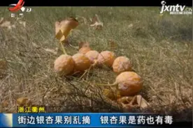 浙江衢州：街边银杏果别乱摘 银杏果是药也有毒视频封面