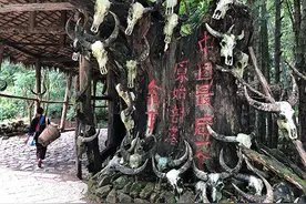 “中国最后一个原始部落”脱贫再进一步：百年古茶树的新前景图片