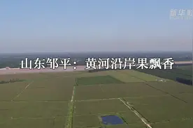 山东邹平：黄河沿岸果飘香视频封面