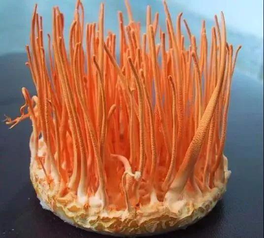 世园会 · 百蔬园丨百种时令蔬菜 ——蛹虫草（八十七）