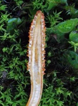 世园会 · 百蔬园丨百种时令蔬菜 ——蛹虫草（八十七）