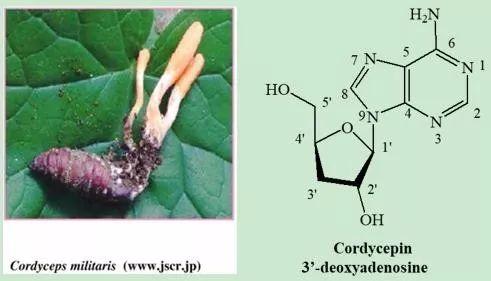 世园会 · 百蔬园丨百种时令蔬菜 ——蛹虫草（八十七）