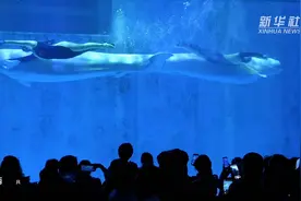 世界动物日：来哈尔滨，回望“鲸”彩十年