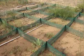 “草方格+荒漠藻+沙蒿胶”！新型固沙技术你见过吗？视频封面