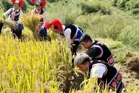 丰收啦！团结街道的麦浪，场面够大...图片