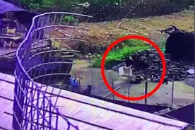 奥迪女子扔下12只狗，流浪狗基地无力养