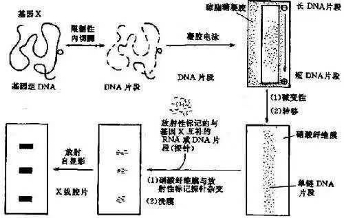 2019诺奖化学奖会给生物学家？这种DNA验证技术呼声高