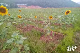 来韶关南雄纵览丰收美景，葵花地里话丰收图片