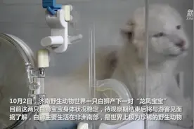 济南：“龙凤胎”白狮出生 珍稀又可爱视频封面