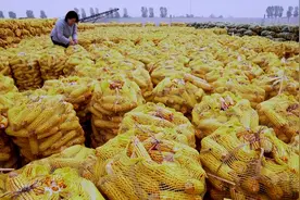 金秋时节忙收粮！河北省多地玉米进入收获期视频封面