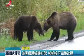 加拿大：游客偶遇棕熊打架 相机拍下完整过程视频封面