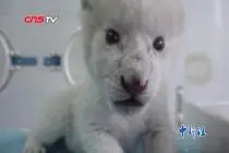 萌态十足！济南出生罕见“龙凤胎”白狮视频封面