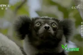 这种狐猴是世界上最为濒危的灵长类动物，其确切数目无人知晓视频封面