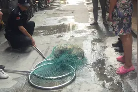 深圳遛狗不牵绳直接罚五百！专项行动进行时，两周一次集中执法视频封面