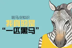 斑马：我真的是一匹黑马！视频封面