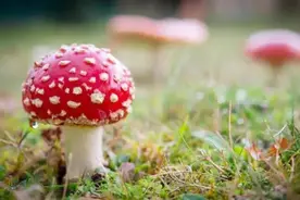 秒懂｜野生蘑菇也敢随便吃，你以为自己是超级玛丽吗？图片
