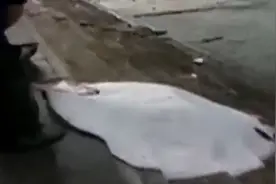 300斤巨型“魔鬼鱼”惊现广东码头！直径达1米，8名壮汉才能拖动视频封面