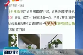 武大樱花10月盛开 学生调侃天气乱视频封面