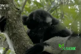 大狐猴吃饱了就忙于梳洗打扮，猜猜它们的“梳子”是什么？视频封面