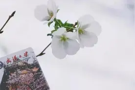 武大樱花十月开，网友调侃“天气搞晕了”视频封面