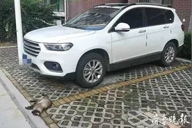 济南“高空坠猫”砸坏私家车，律师：找不到猫主可起诉整栋楼住户图片