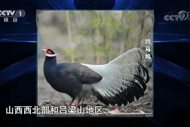 这种鸟为中国独有，且是国家一级保护动物，多数人却没听说过视频封面
