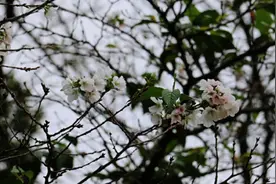 武大樱花十月开，官方解释立秋后气候偏暖致反季开花，网友：蠢萌视频封面