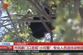 小熊猫迷路了？南通市民家门口发现“小可爱”，迷路窜上树萌翻了视频封面