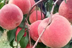 鼎鼎大名的金秋红蜜，最高甜度可达23°以上，而且脆嫩多汁超养人，你吃过吗？图片