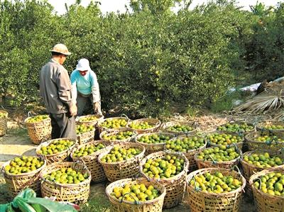 每年可回收柑肉1万吨