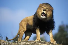 巴基斯坦一电工上门追讨工资，欠薪老赖“纵狮咬人”被警方拘捕图片